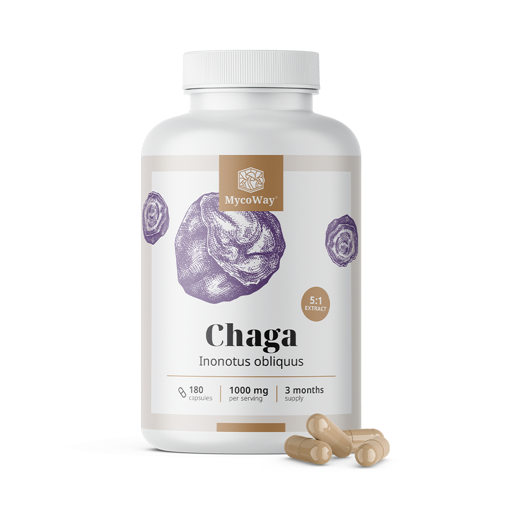 Chaga 1000 mg – extrait 5:1